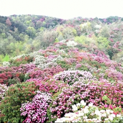 悄悄藏了3年的赏花地图 藏着刷屏到国外的绝美纯色