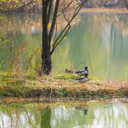 醉美西湖 四月的诗意全都融化在这一池春水里了