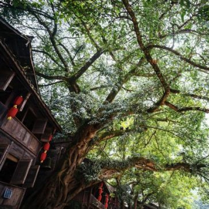 一到3月就美炸的“川西小江南” 还能坐蒸汽火车穿越花海